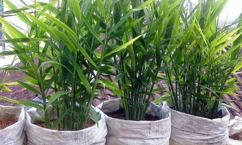 YUK BUDIDAYA JAHE DALAM POLYBAG