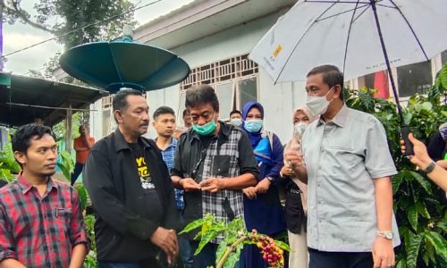 Kunjungi Langsung Perkebunan Kopi Di Polman,Amran Mahmud Tertarik Kembangkan Di Wajo.