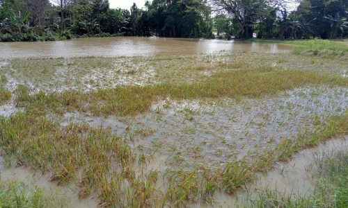 Puluhan Ribu Hektare Sawah Terendam di Wajo, Bantuan dari Kementerian Pertanian sedang Diupayakan