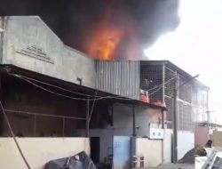 Sijago Merah Lalap Pergudangan Pabrik Ember Pantai Indah Dadap Kosambi,Tangerang