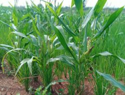 Petani Purwakarta Antusias Adanya Program Penanaman Jagung