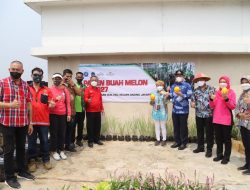 Urban farming Jakarta Utara Kembali Panen Melon Varietas Unggul