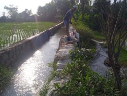 Harapan Dua Desa Para petani di Pebayuran Butuh Perbaikan saluran air 30 Tahun Belum ada Perbaikan