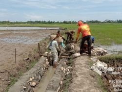 Dukung Produktivitas Sektor Pertanian di Sidrap, Kementerian PUPR Perkuat Jaringan Irigasi dengan Program PKT 2022