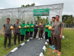 Danlanudad Gatot Soebroto Way Kanan Panen Perdana Buah Melon