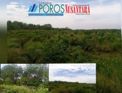 Diduga Rampas Kawasan Mangrove, 200 Hektare Lahan di Paluh Laut Teluk Piyai Disulap Jadi Kebun Sawit