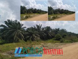 DPP TOPAN RI Desak Penindakan Perkebunan Sawit 300 Hektare di Kawasan Hutan Milik Apeng