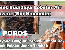 Riset Budidaya Lobster Air Tawar Bio Hanoman Bangun Potensi Sumber Daya Pelaku Usaha Tambak