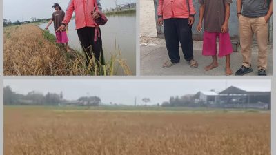 Perusahaan Cemerlang Sinar Kemakmuran (CSK) Diduga Mencemari Lingkungan Di Desa Sukaringin  : Hal itu Menuai Kritik, Pertanyaan Dan Sorotan,