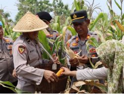 Wujudkan Ketahanan Pangan, Polres Way Kanan Panen Jagung Di Baradatu