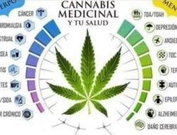 Dari Sabang Menggema Wacana Ganja Medis: Antara Otonomi dan Harapan Ekonomi