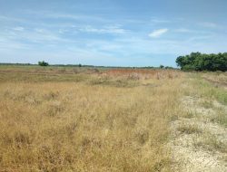 Petani Padi Teluk Piyai Keluhkan Bibit Mati Akibat Kekeringan, Dinas Pertanian Diminta Beri Solusi