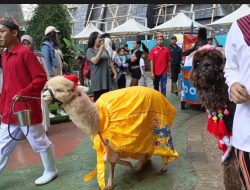 Wisatawan Antusias Saksikan Parade Animal Imlek di Samudera Ancol