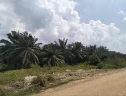 Penertiban Hutan Dipertanyakan, Satgas PKH Dinilai Mandul Hadapi Kebun  Sawit Raksasa Di Sungai Daun