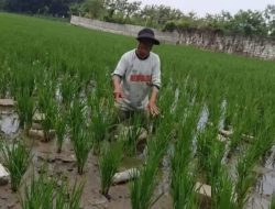 Dugaan Pencemaran Limbah PT CSK di Sukawangi, Petani Mengaku Dirugikan