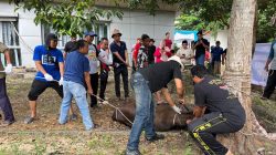 PWI Riau Gelar Pemotongan Hewan Kurban Iduladha 1447 H