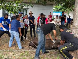 PWI Riau Gelar Pemotongan Hewan Kurban Iduladha 1447 H