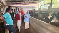 Pemkab Solok Pastikan Ketersediaan Sapi Kurban Aman dan Harga Stabil Jelang Idul Adha