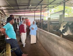 Pemkab Solok Pastikan Ketersediaan Sapi Kurban Aman dan Harga Stabil Jelang Idul Adha