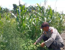 Dukung Ketahanan Pangan, Polsek Panipahan Cek Lahan Jagung Pipil Warga