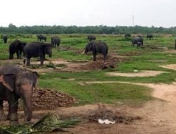 Api di Taman Nasional Way Kambas Berhasil Dipadamkan, Seluruh Gajah Terpantau Aman